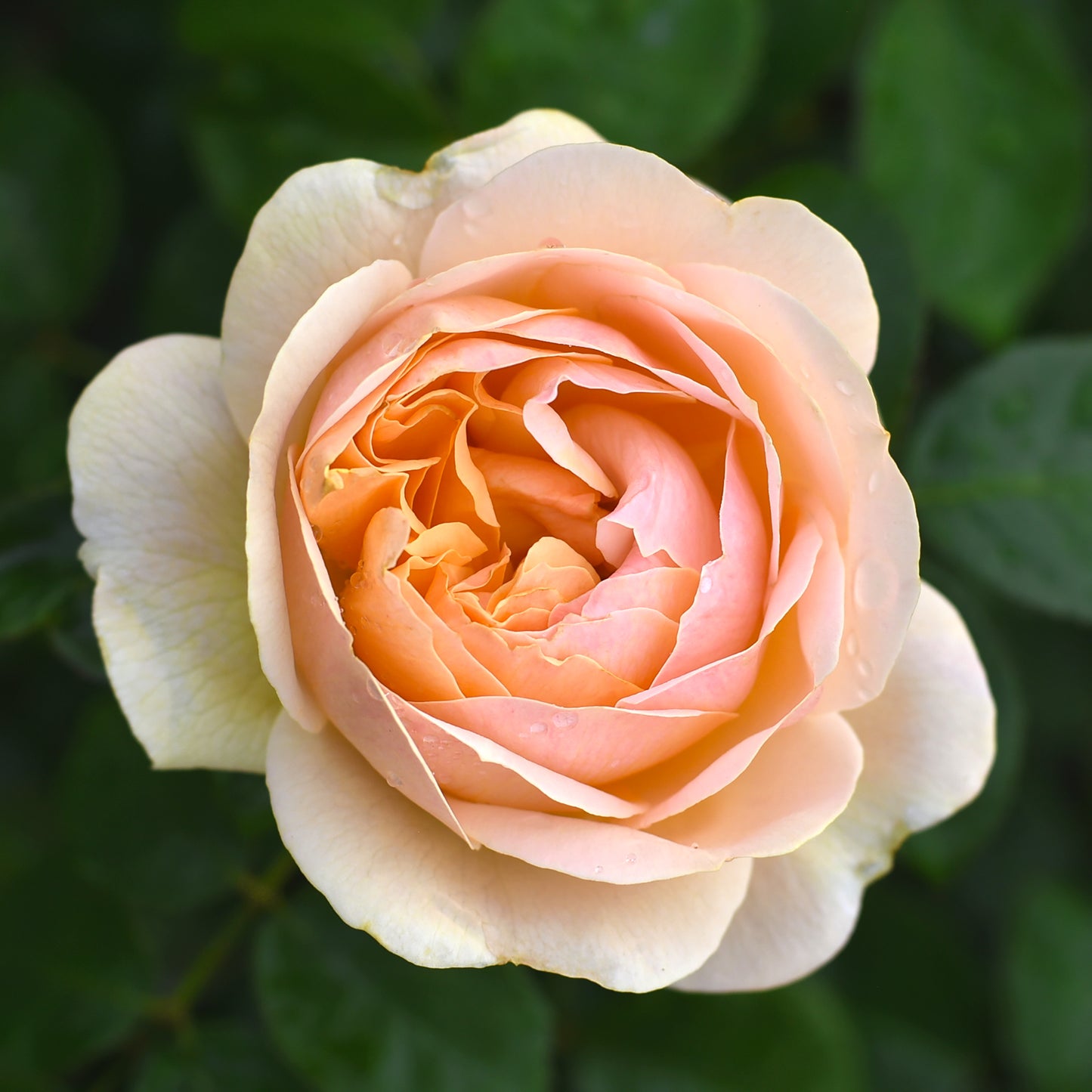 Close-up of True Adoration rose blooms with leaves