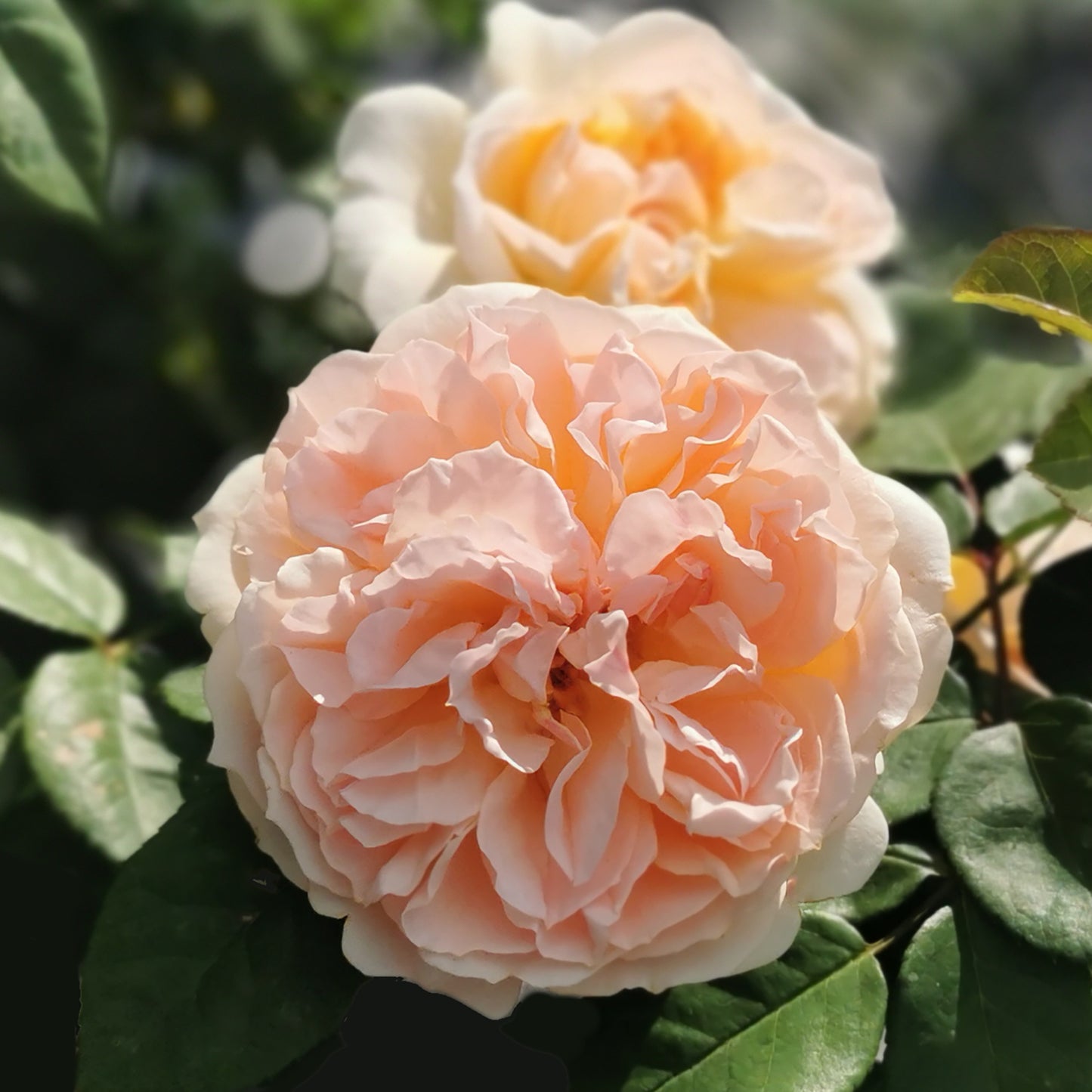 Close-up of True Adoration rose blooms with leaves