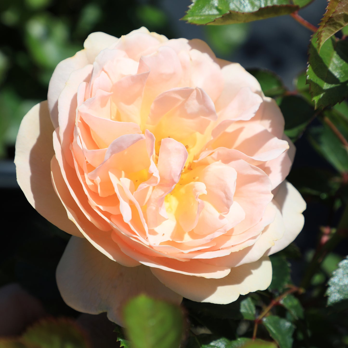 Close-up of True Adoration rose blooms with leaves