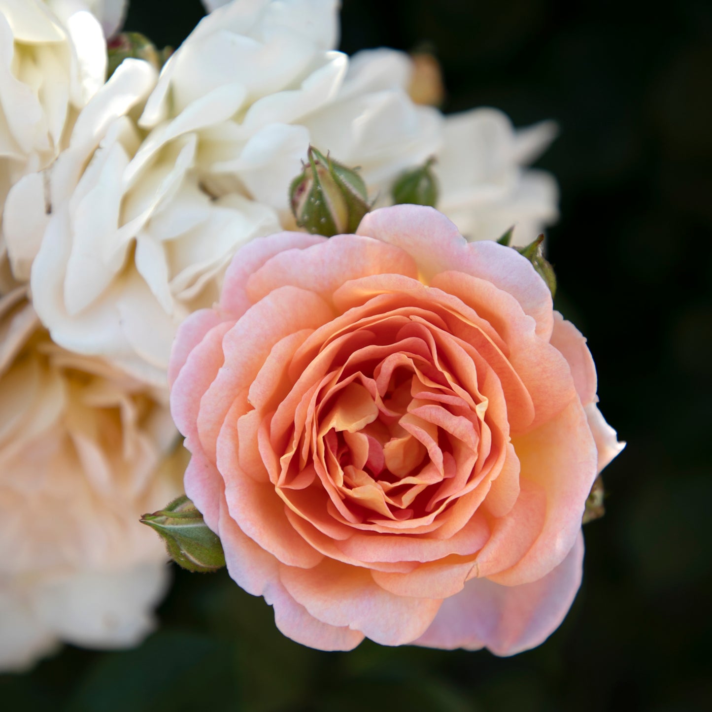 Close-up of True Adoration rose blooms with leaves