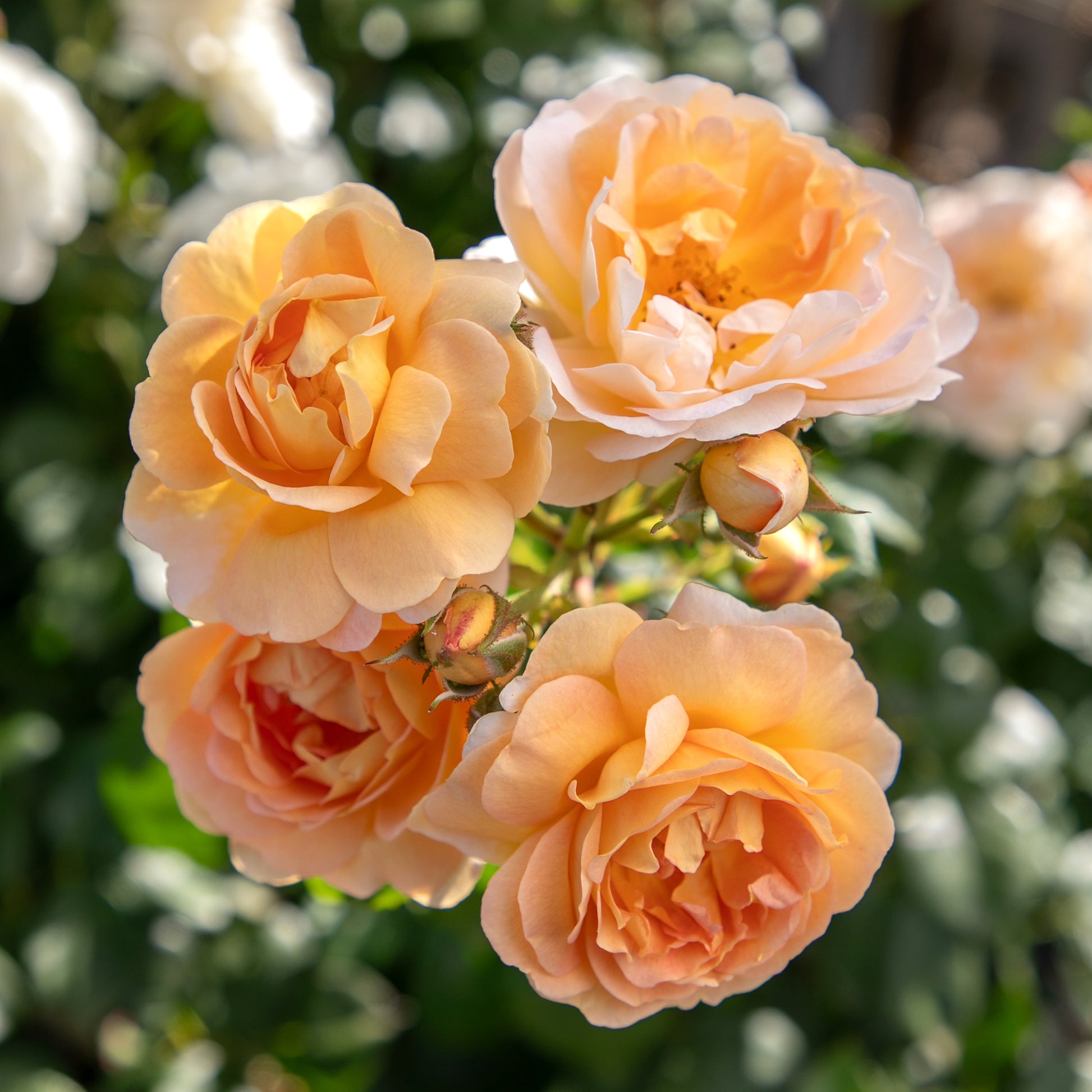Cluster of True Adoration rose blooms