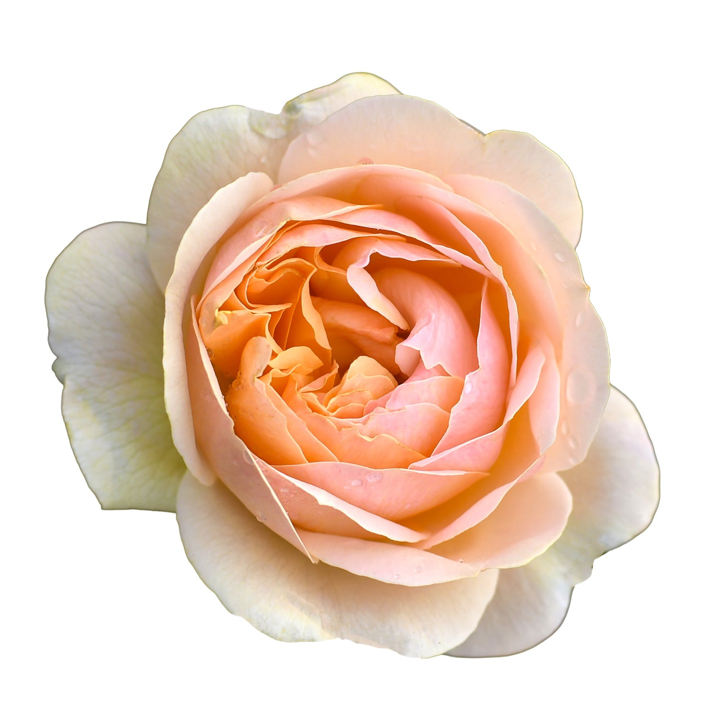 Single True Adoration rose bloom close-up on a white background