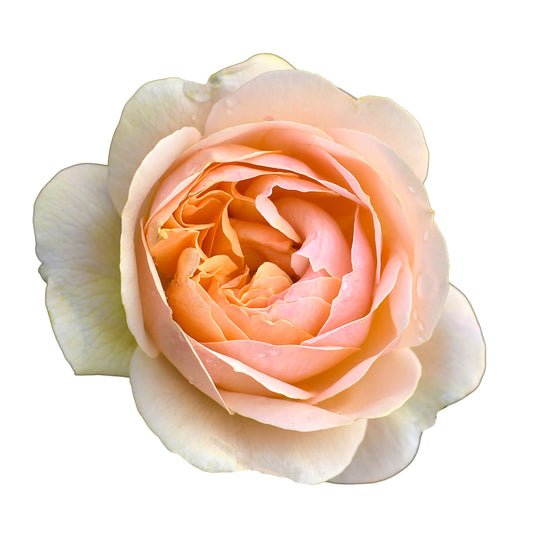 Single True Adoration rose bloom close-up on a white background