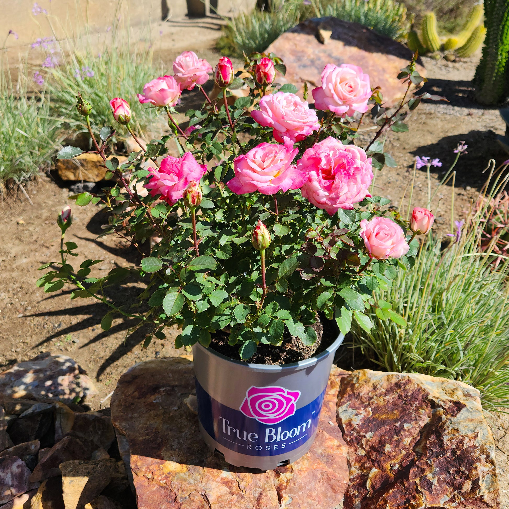 Potted True Bliss rose displayed outdoors