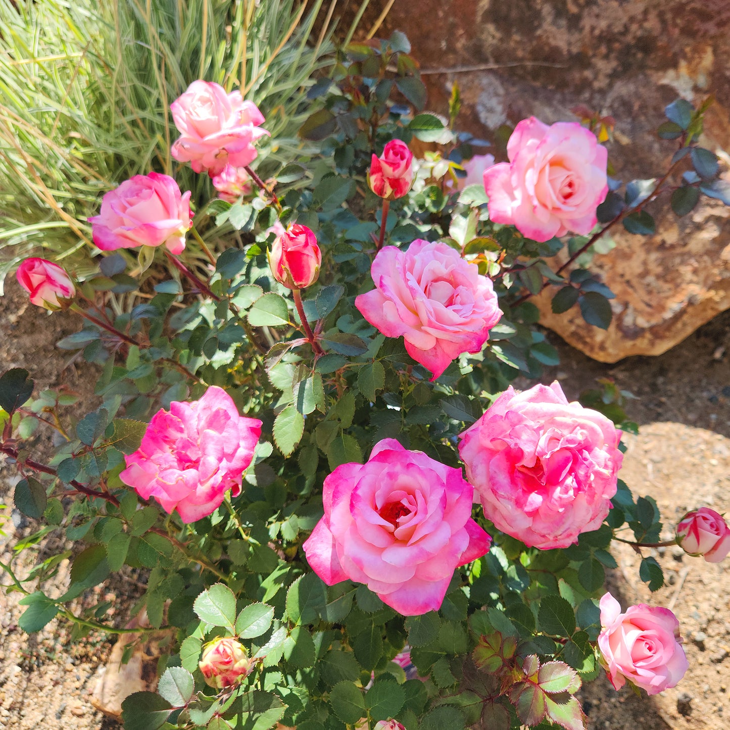 True Bliss roses in a garden setting