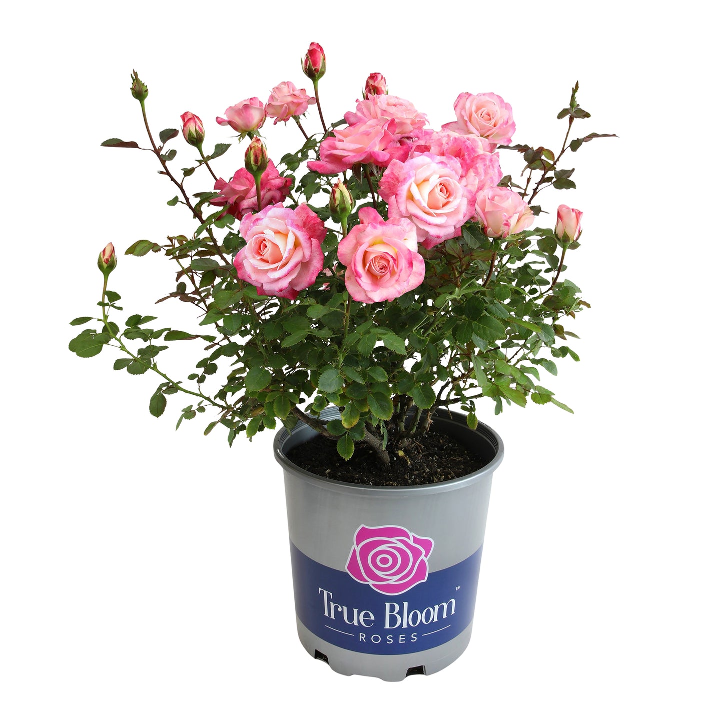 Potted True Bliss rose in bloom on a white background