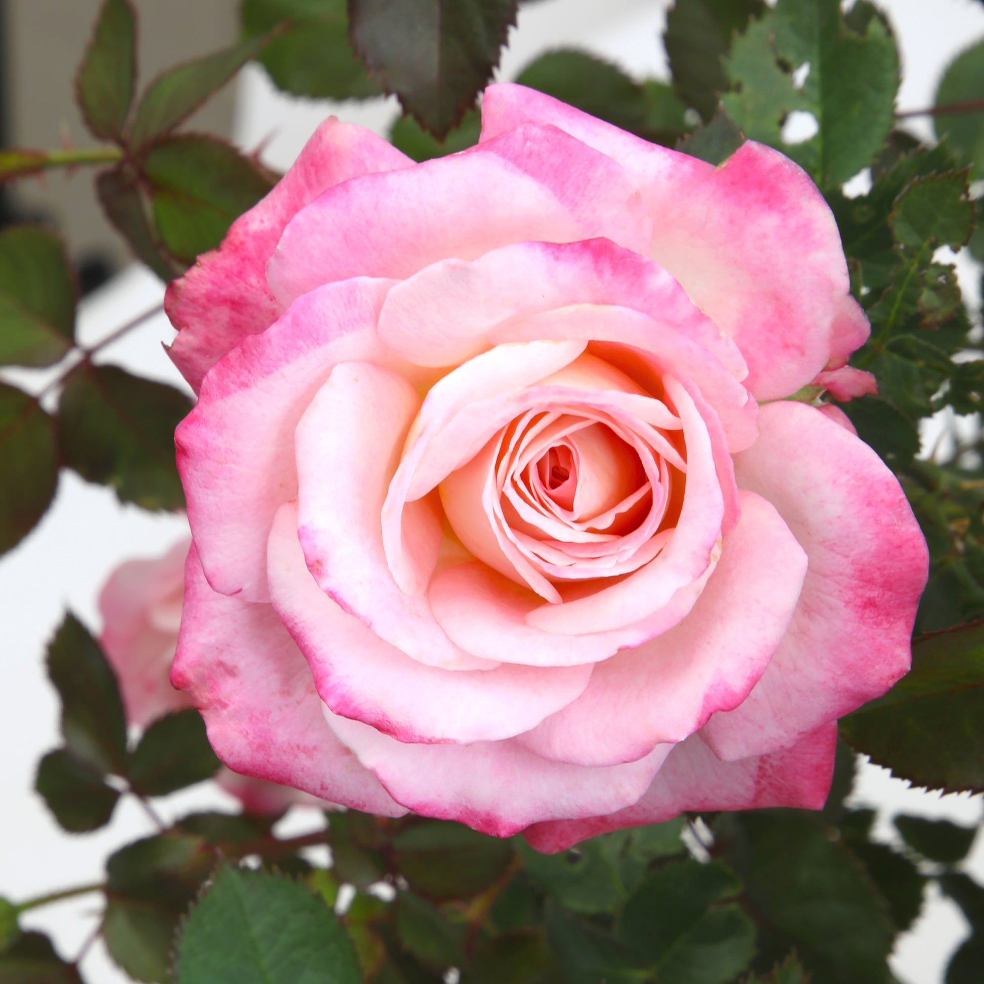 Detailed close-up of a single True Bliss bloom