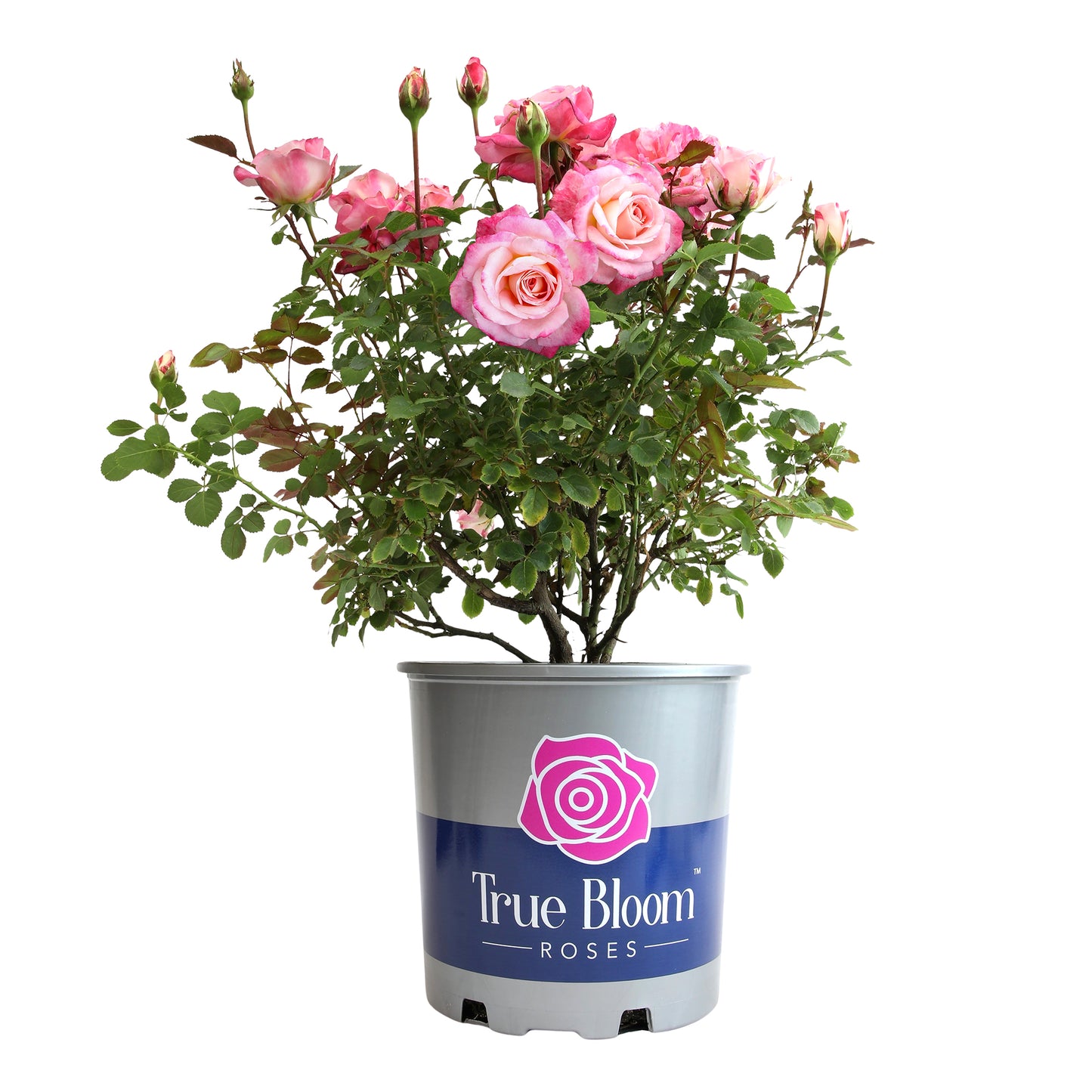 Angled view of a potted True Bliss rose on white