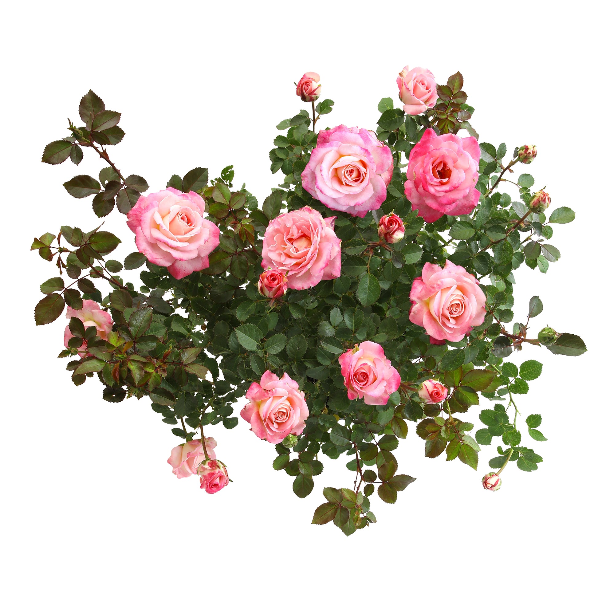 Top view of potted True Bliss roses on white