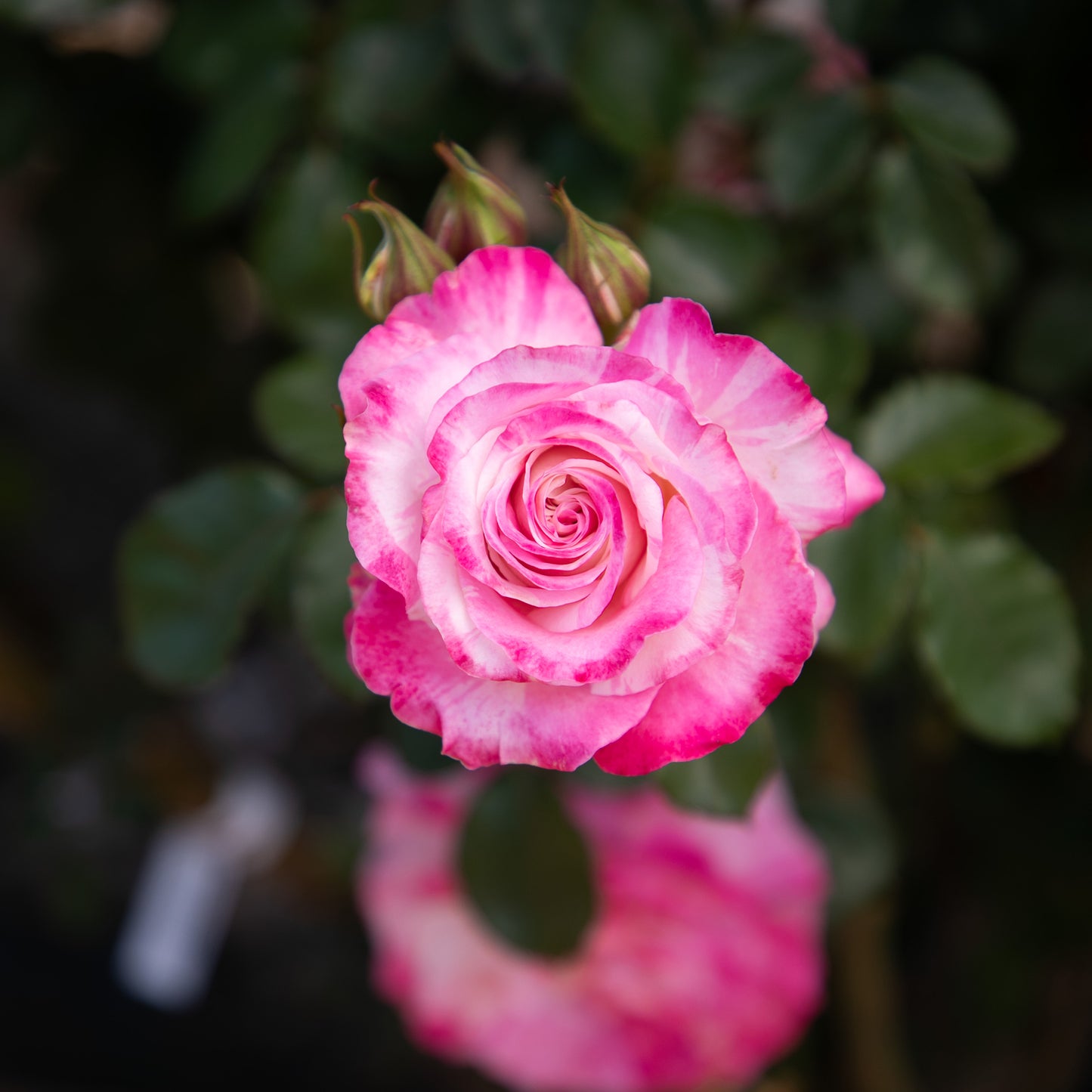 Close-up of True Bliss rose blooms with leaves