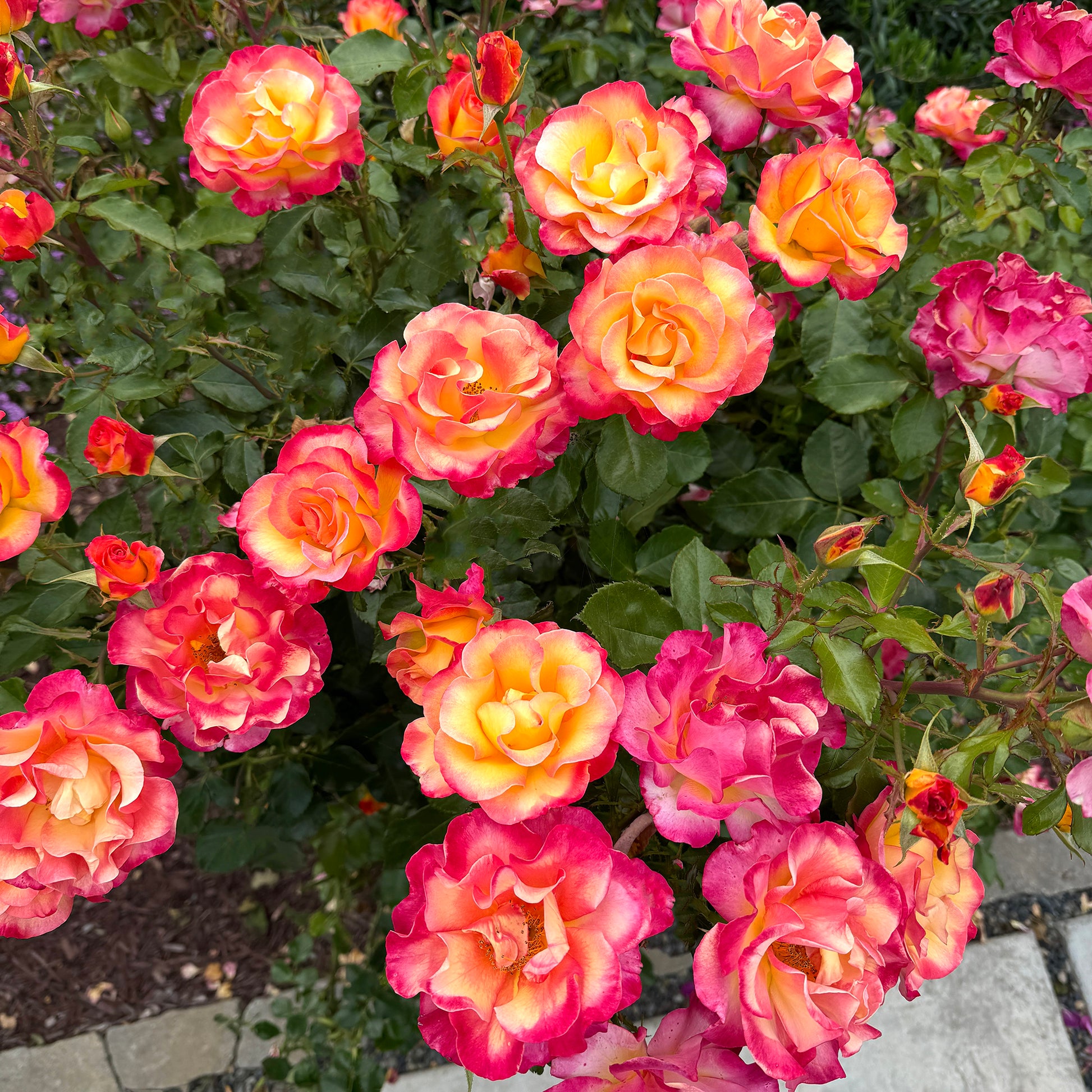 True Sincerity rose with pink and yellow blooms in a garden setting