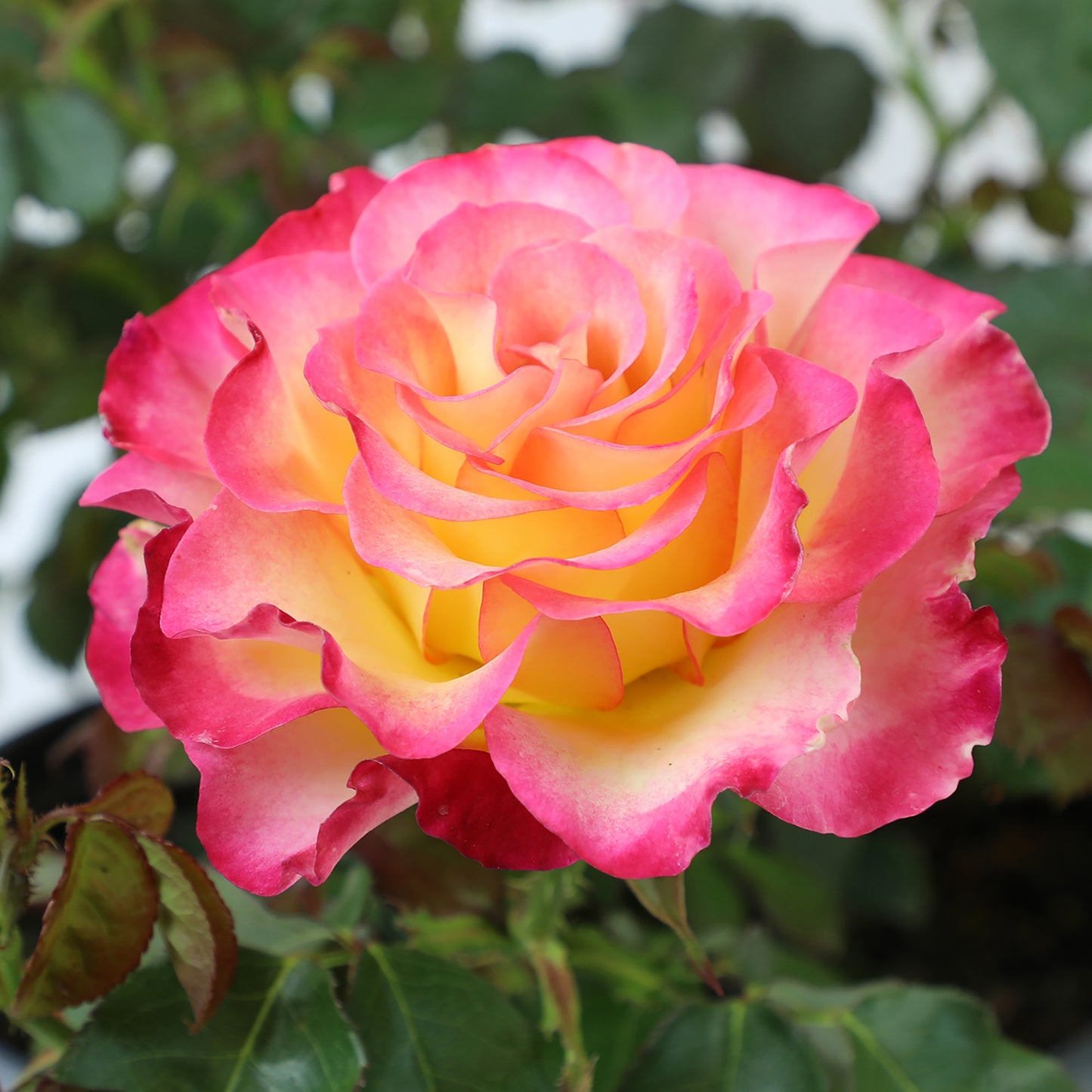 Close-up of True Sincerity pink and yellow bloom outdoors