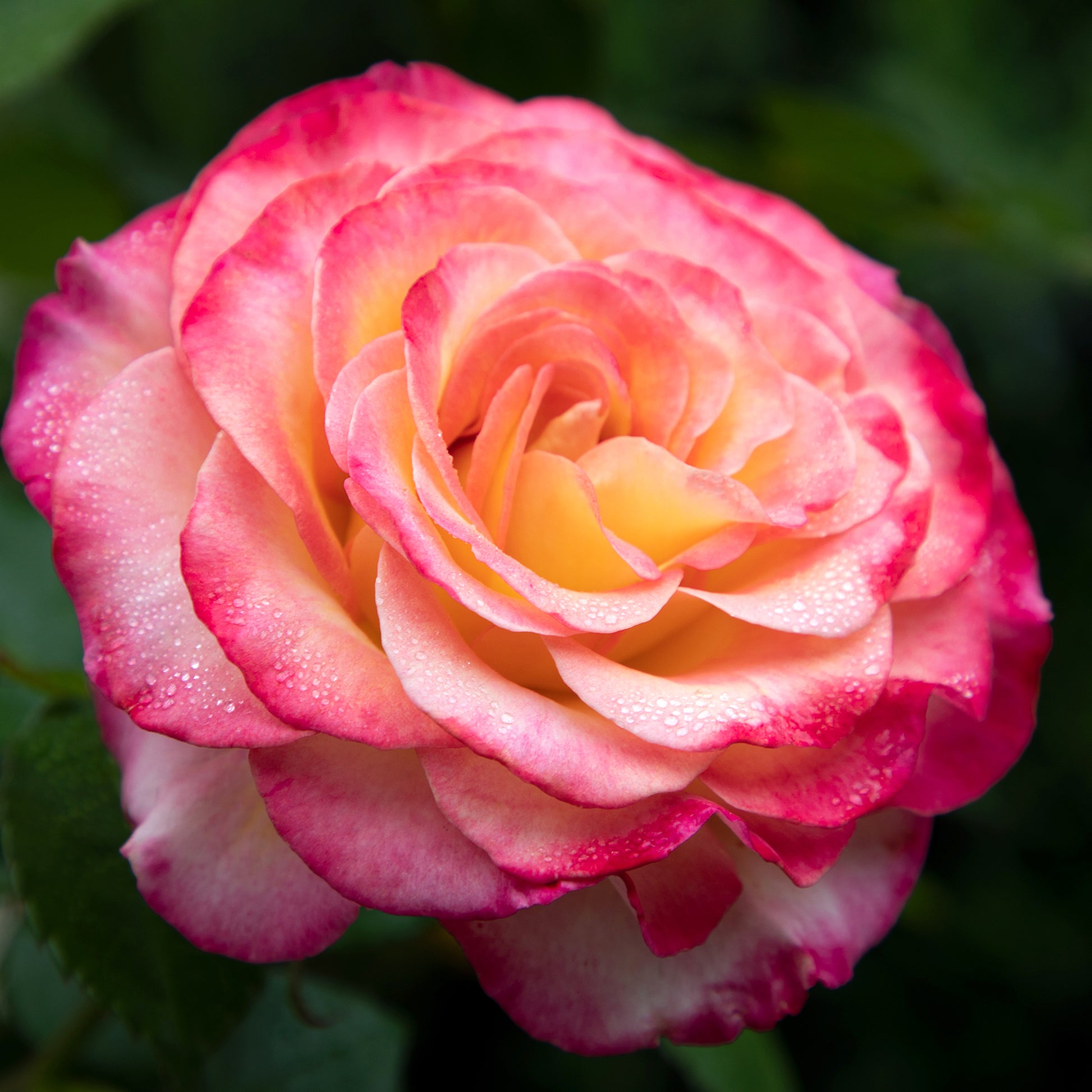 Close-up of True Sincerity pink and yellow blooms outdoors
