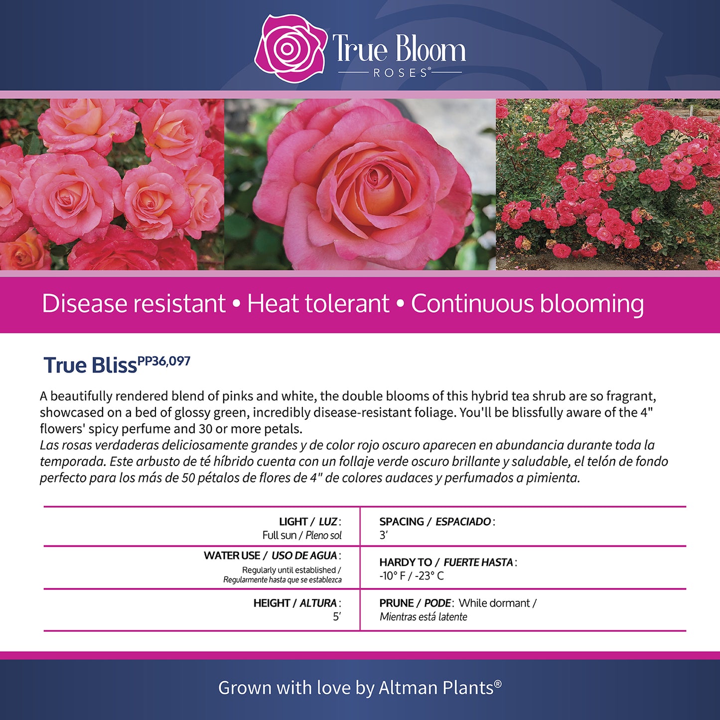 Back of the True Bliss plant care tag with growing instructions
