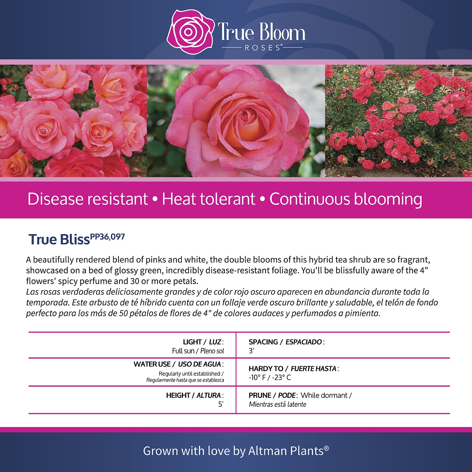 Back of the True Bliss plant care tag with growing instructions