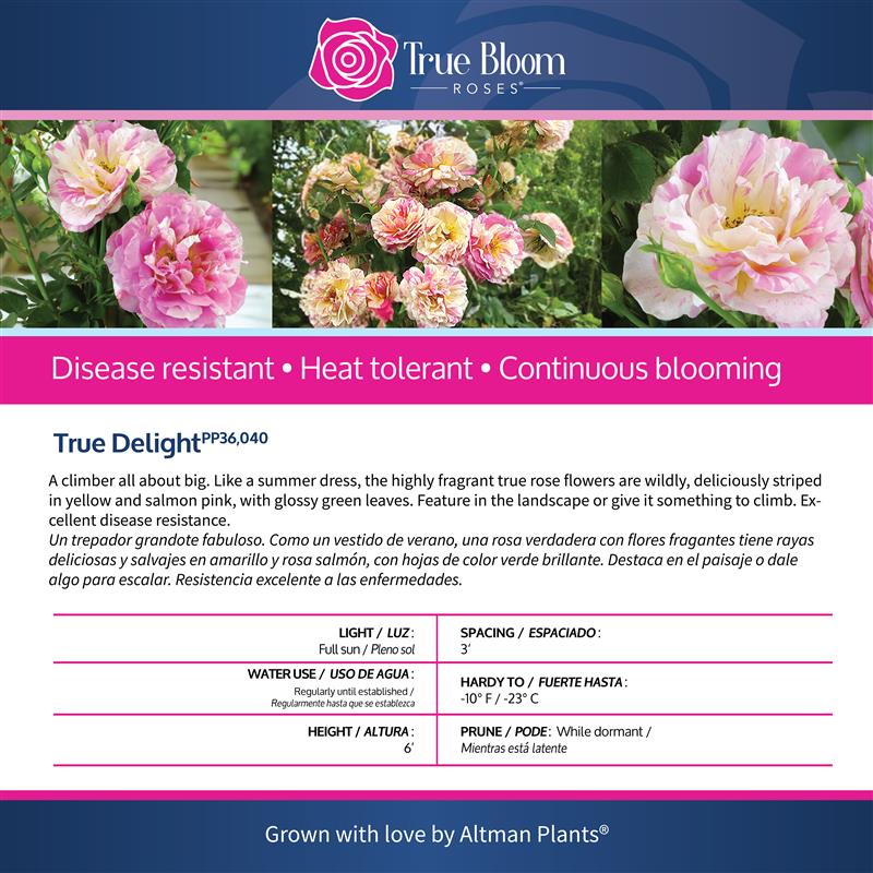 Back of the True Delight plant care tag with growing instructions