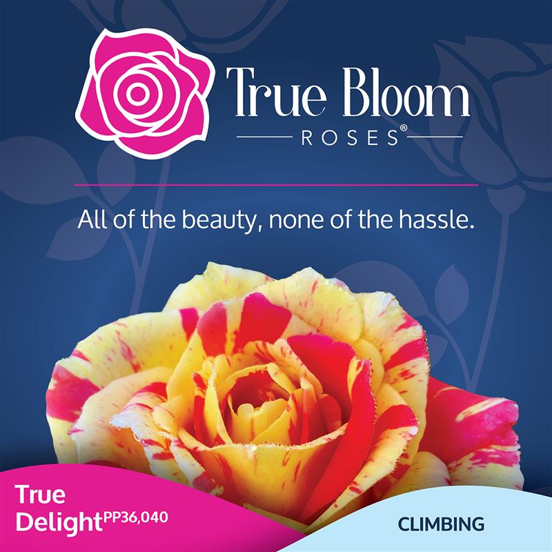 Front of the True Delight plant care tag with photo and product details