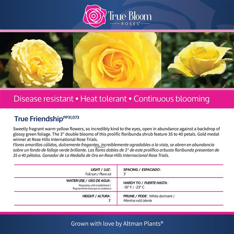 Back of the True Friendship plant care tag with growing instructions