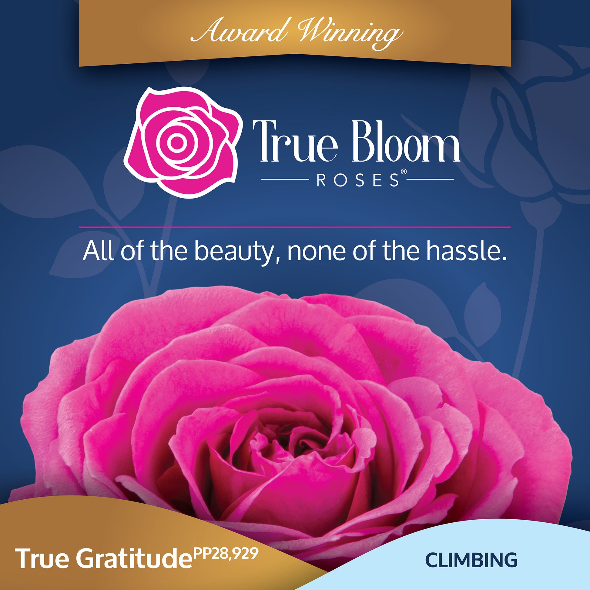 Front of the True Gratitude plant care tag with photo and product details