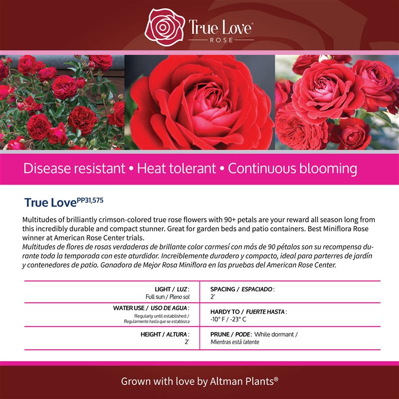 Back of the True Love plant care tag with growing instructions