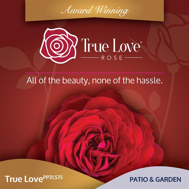 Front of the True Love plant care tag with photo and product details