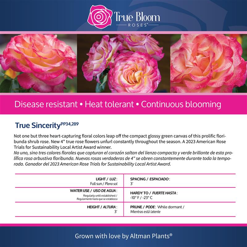 Back of the True Sincerity plant care tag with growing instructions