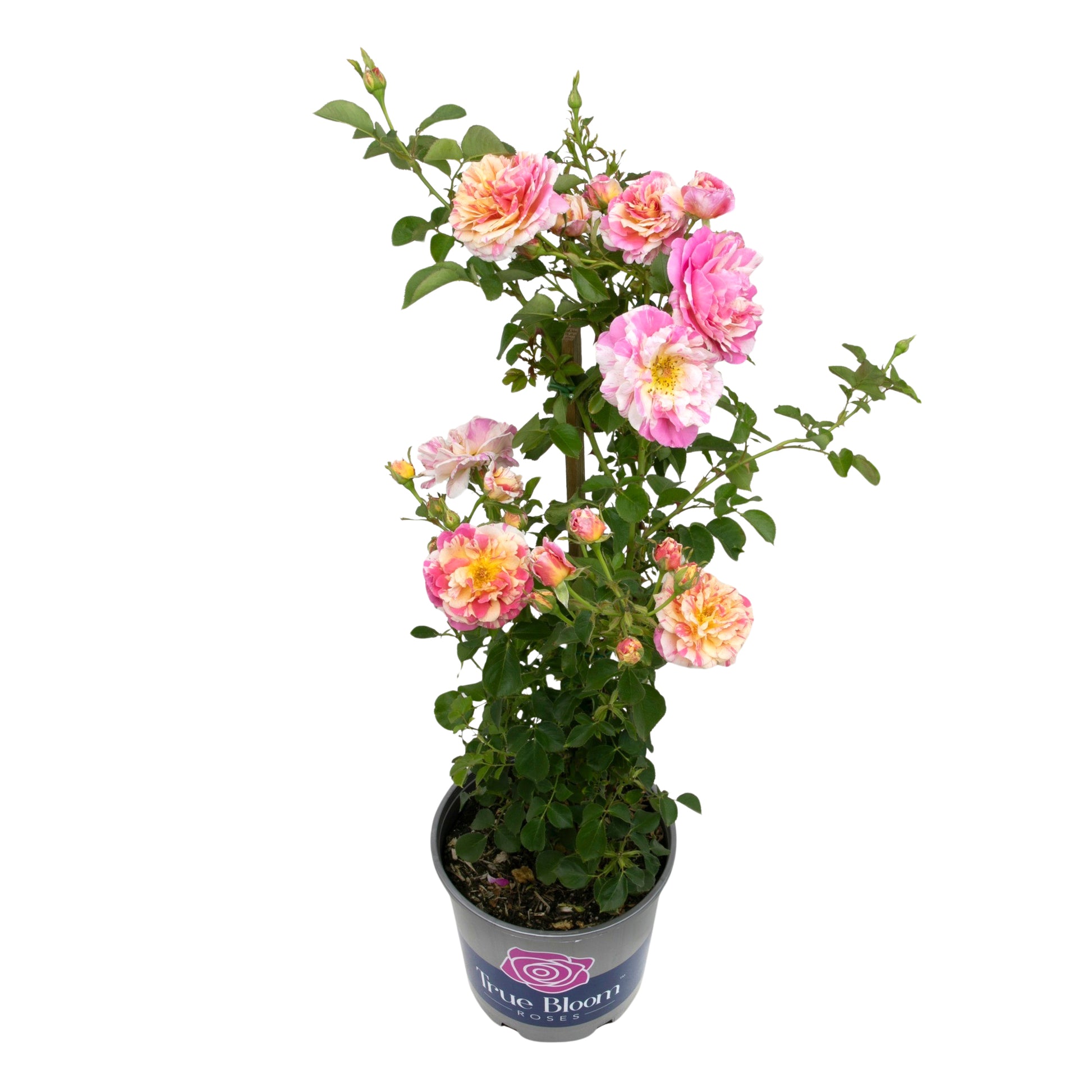 Angled view of a potted True Delight rose tree
