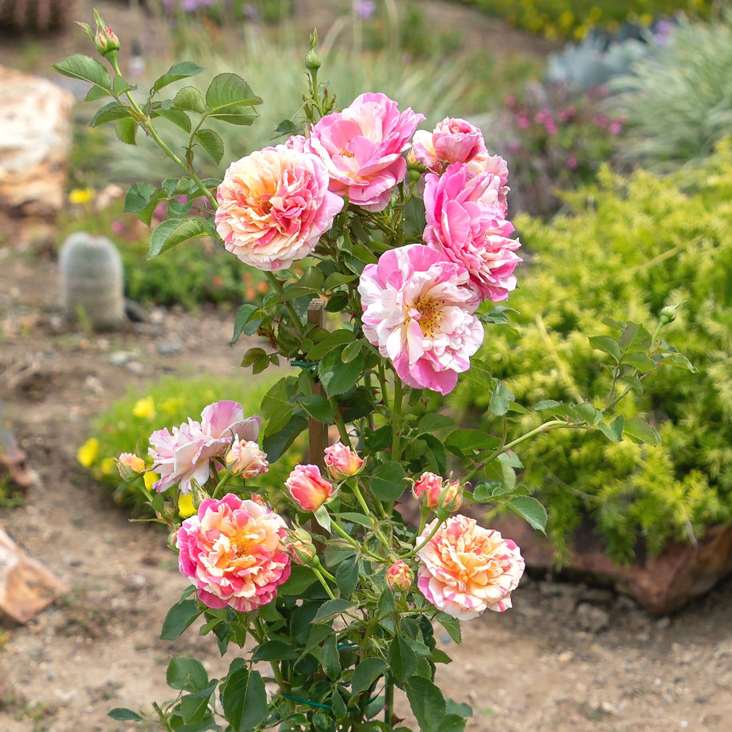True Delight rose tree displayed in a garden