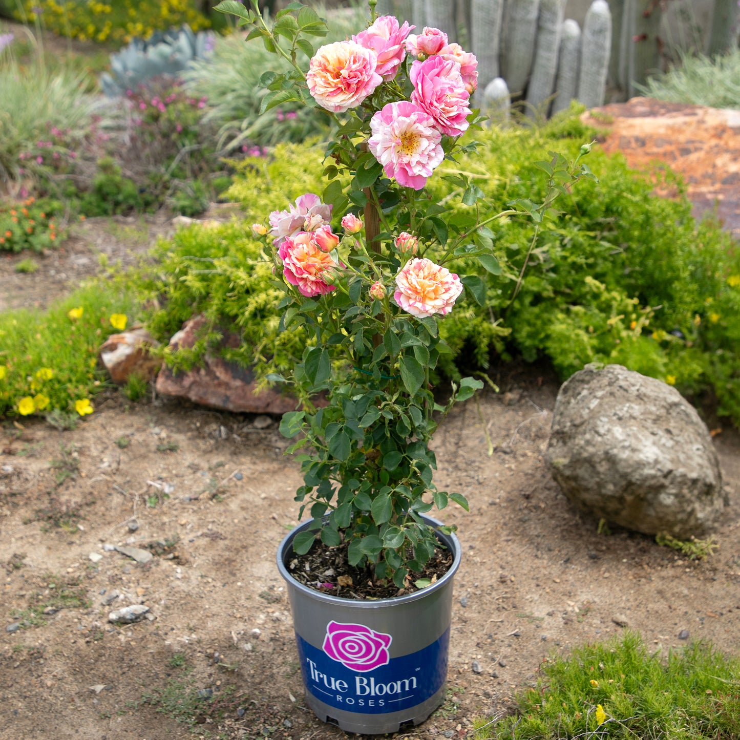 True Delight rose tree displayed in a garden