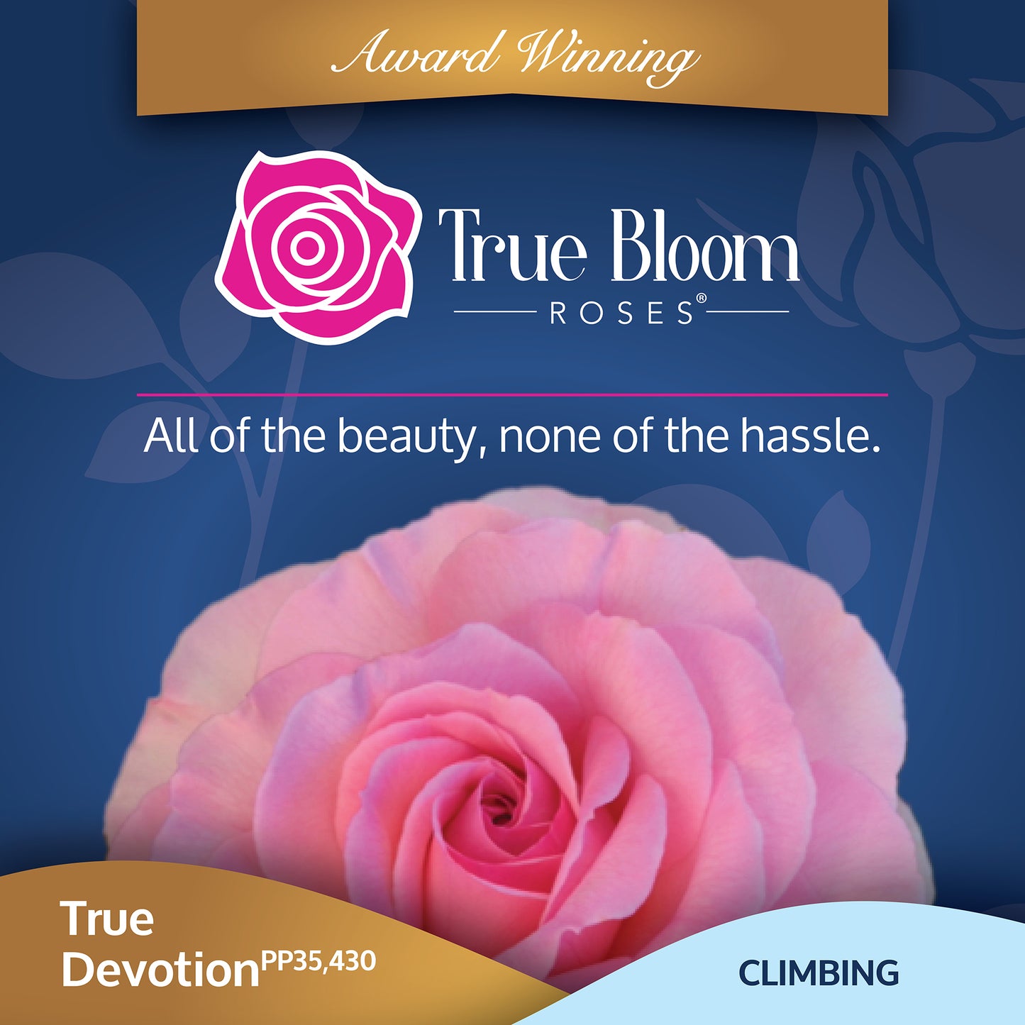 Front of the True Devotion plant care tag with photo and product details
