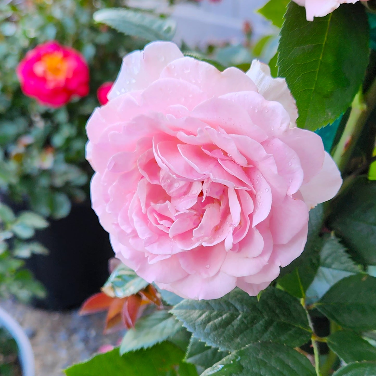 Close-up of True Devotion rose blooms with leaves