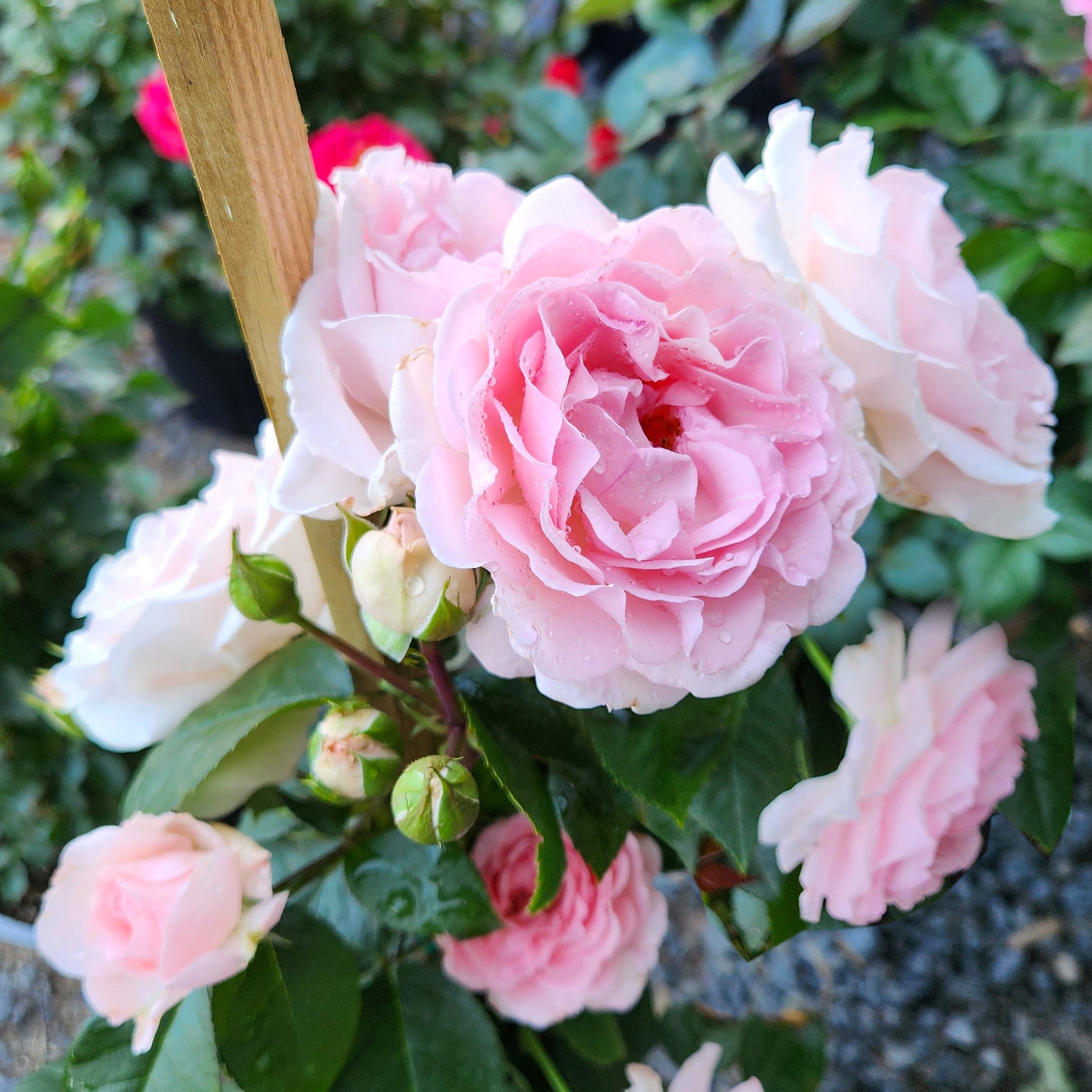 Close-up of True Devotion rose blooms with leaves
