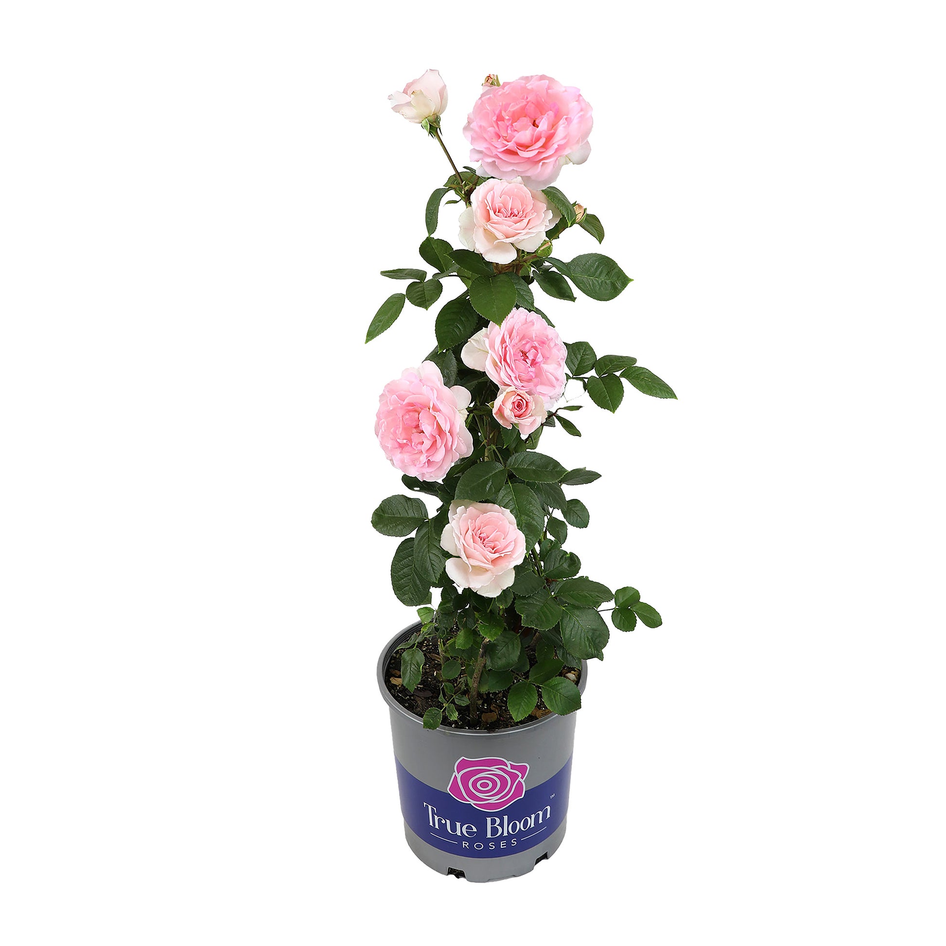 Potted True Devotion rose in bloom on a white background