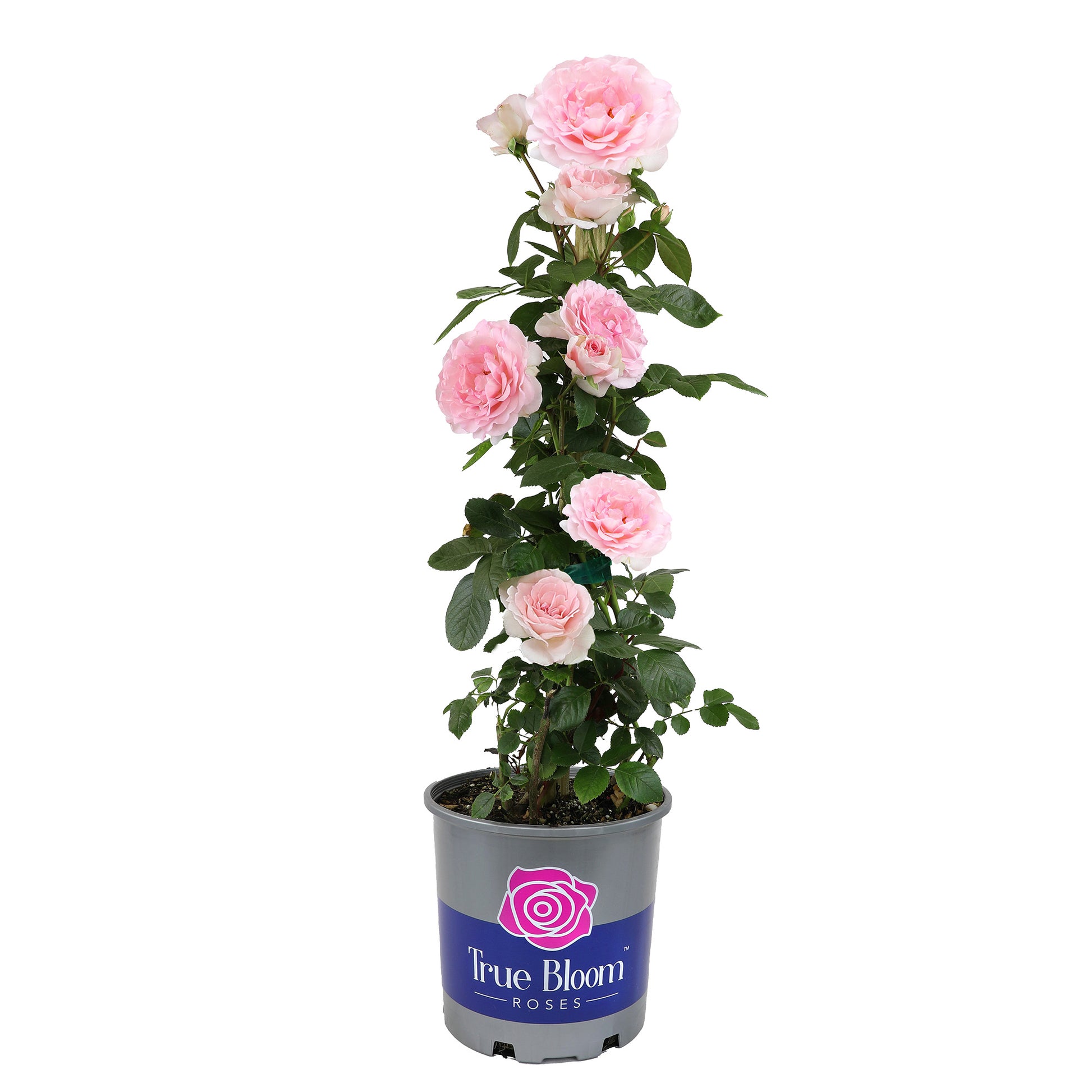 Potted True Devotion rose in bloom on a white background