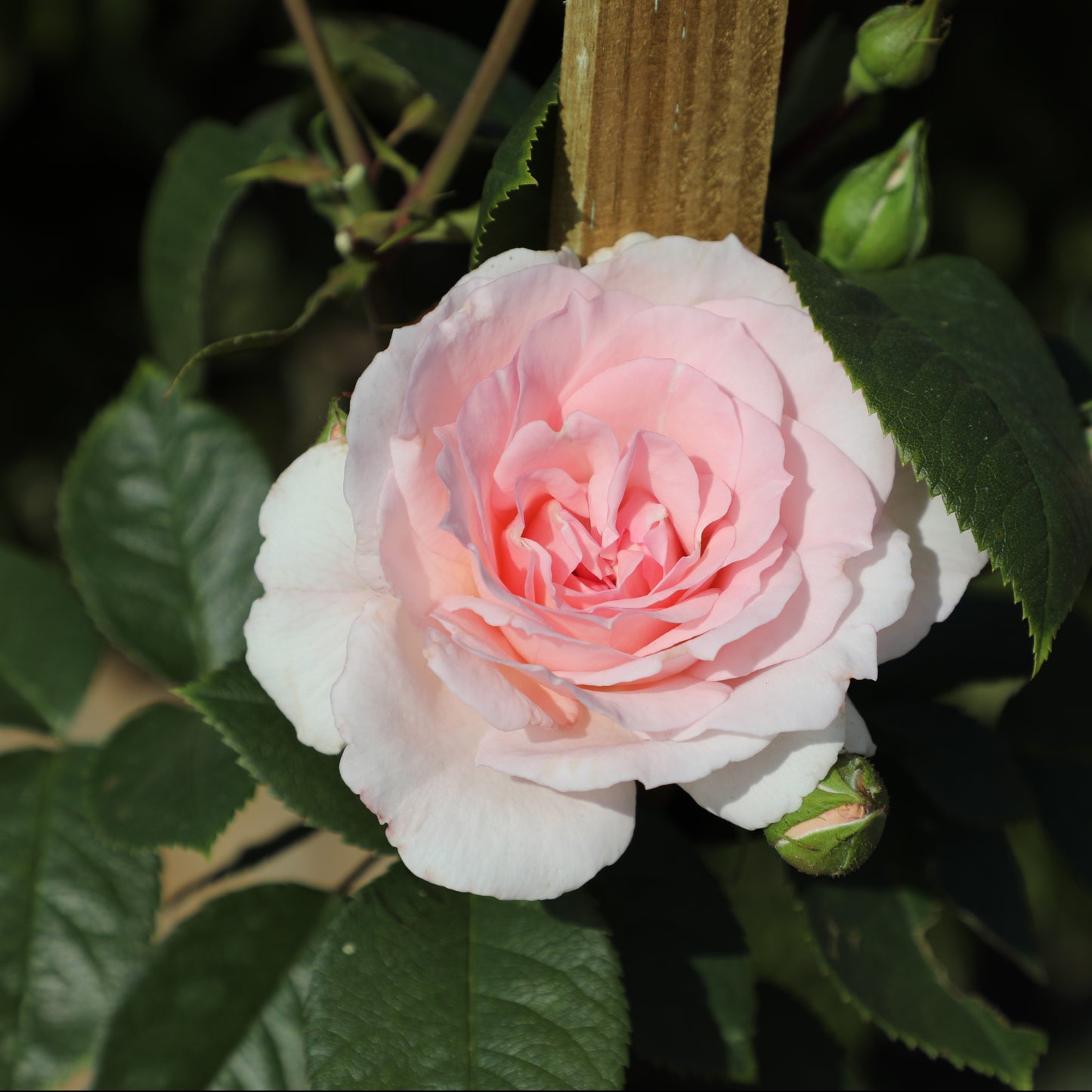 Close-up of True Devotion rose blooms with leaves