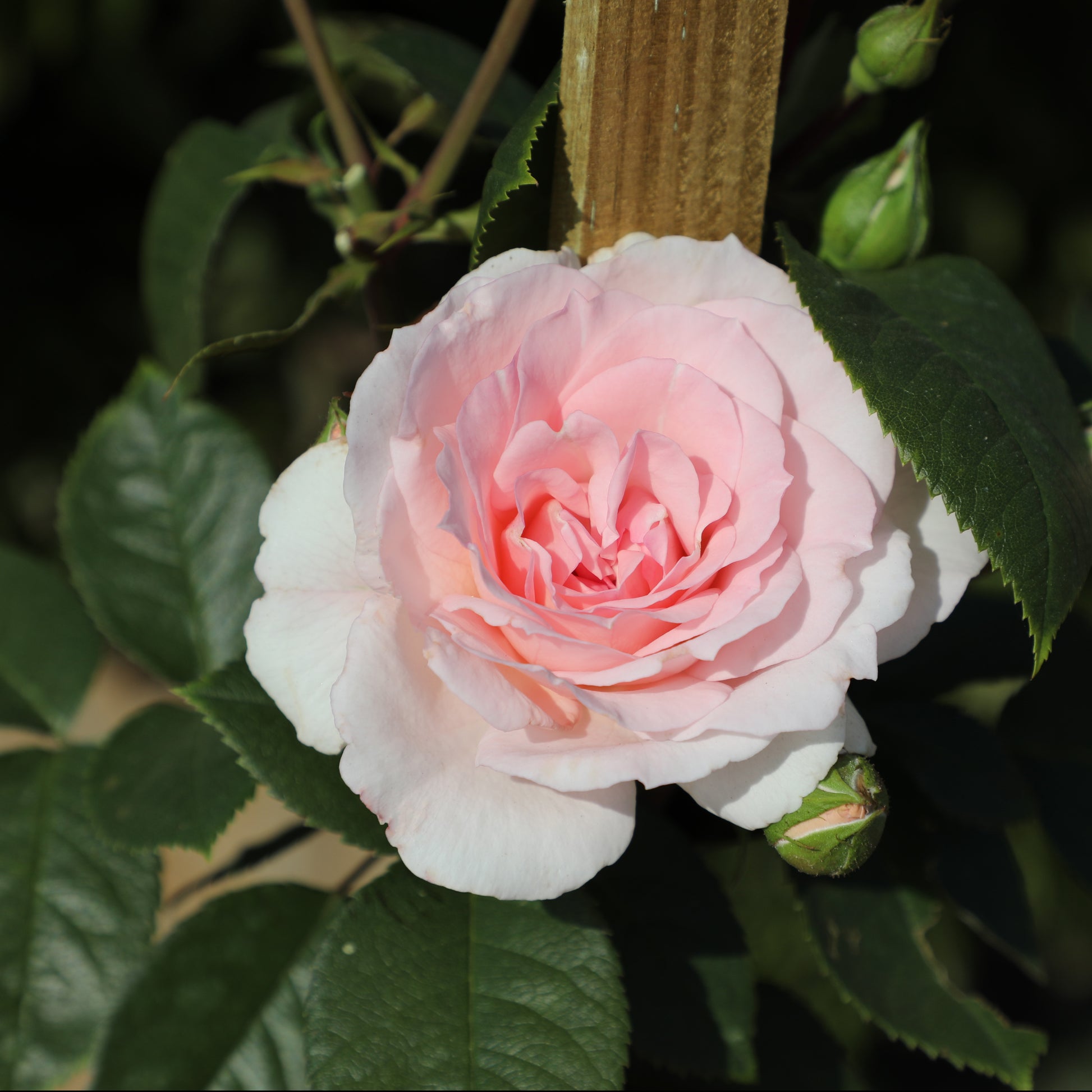Close-up of True Devotion rose blooms with leaves