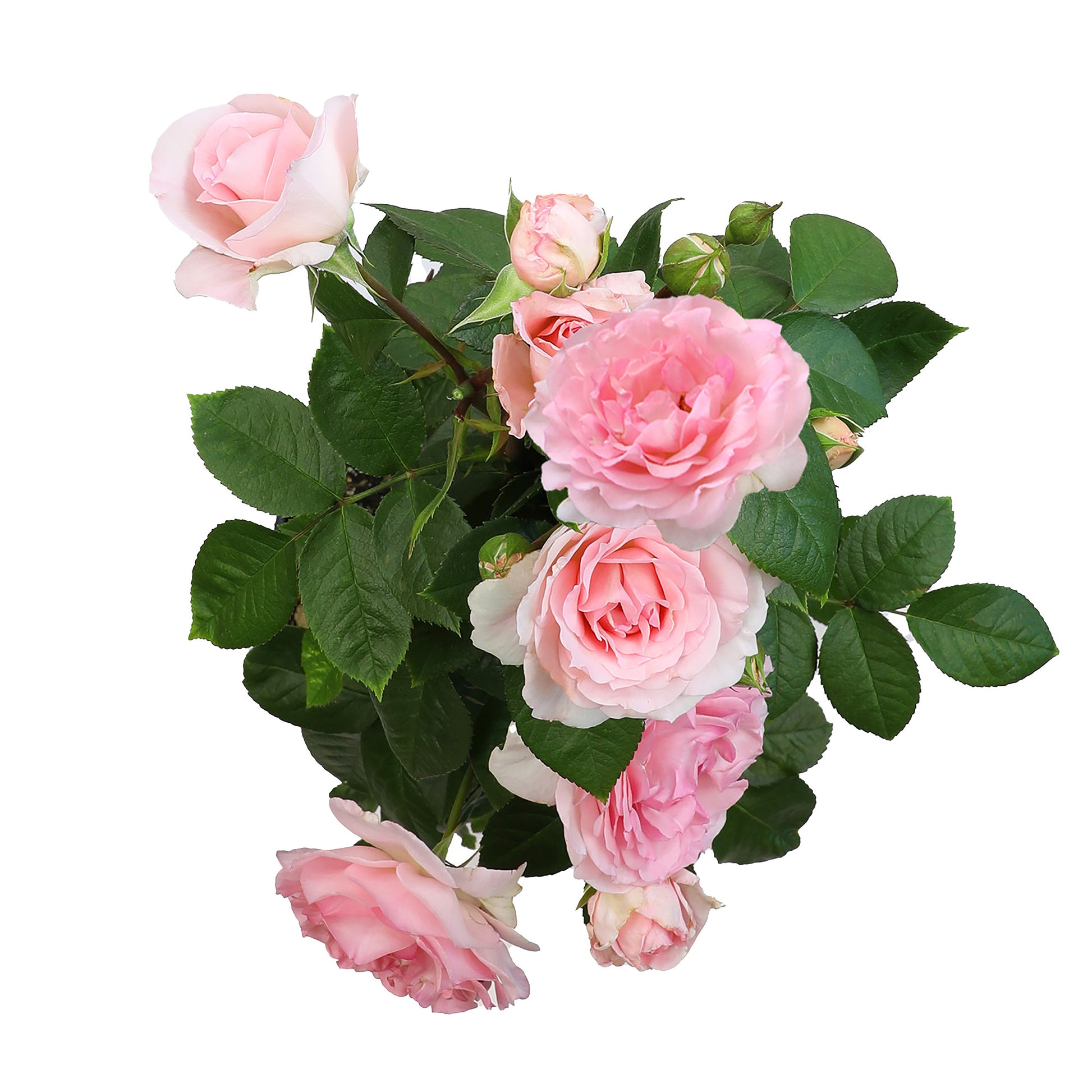 Top view of potted True Devotion roses on white