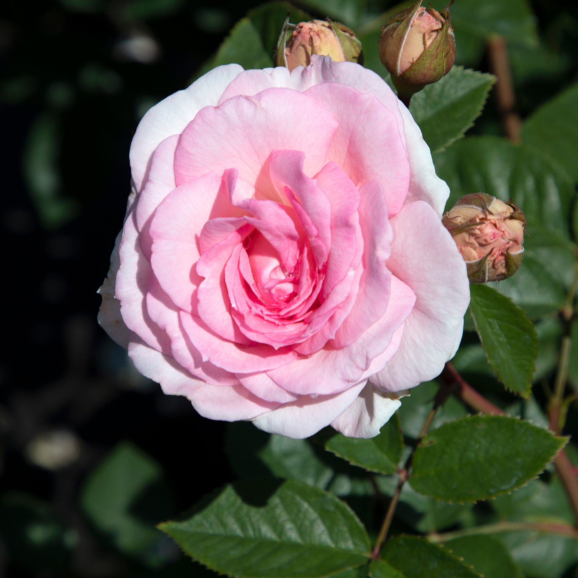 Close-up of True Devotion rose blooms with leaves