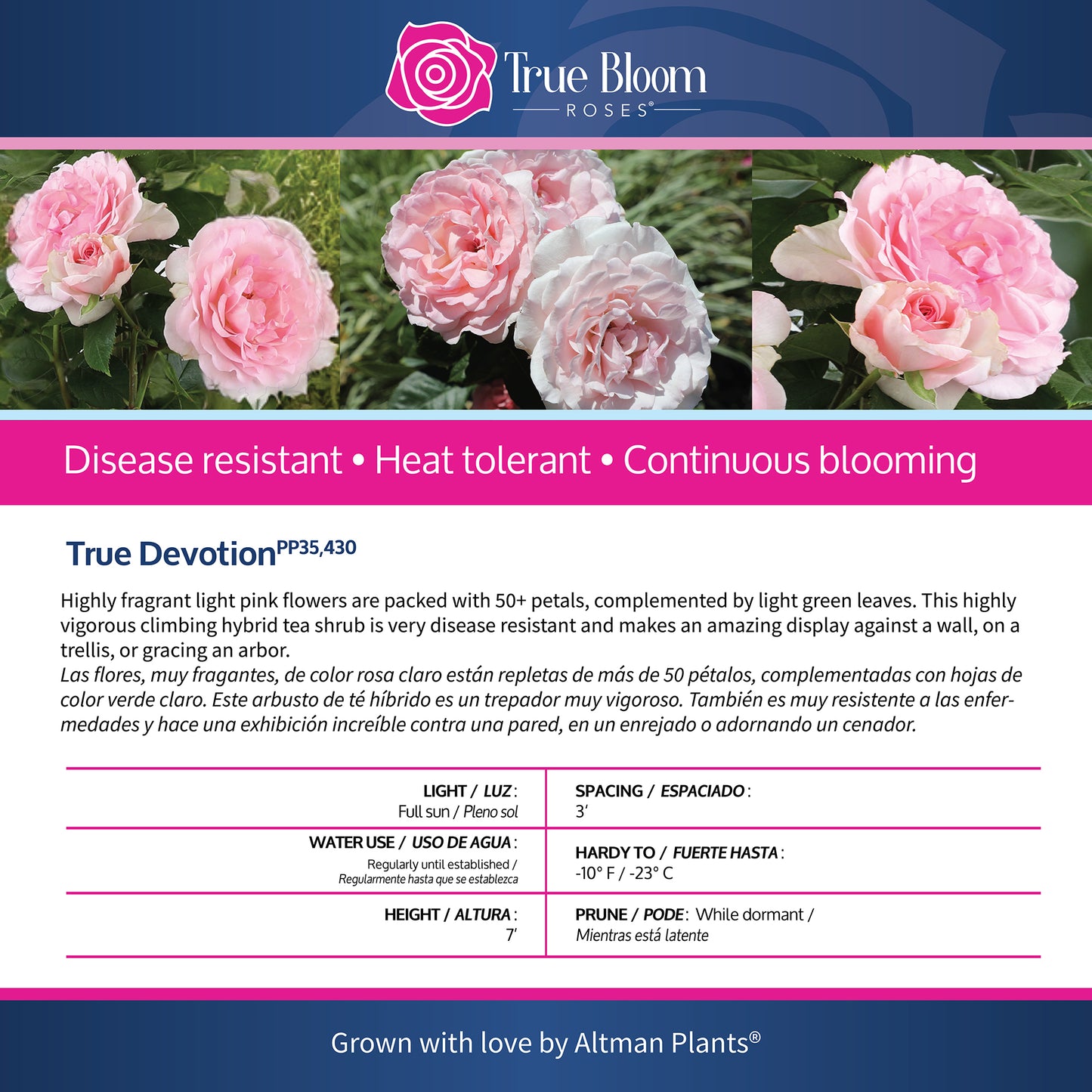 Back of the True Devotion plant care tag with growing instructions