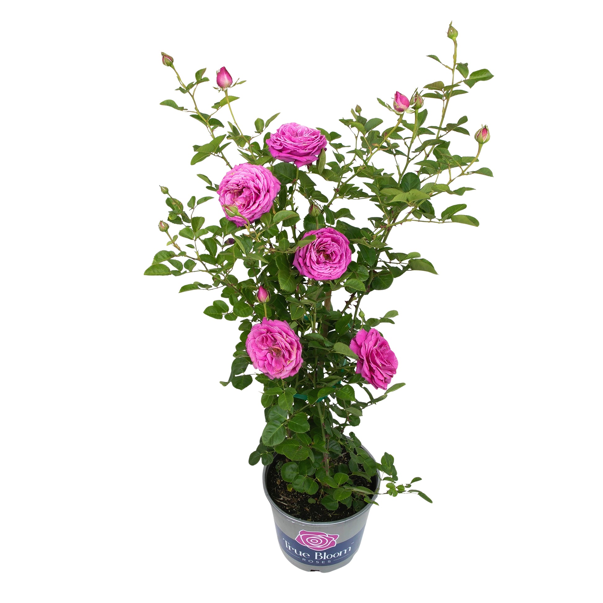 Angled view of a potted True Gratitude rose