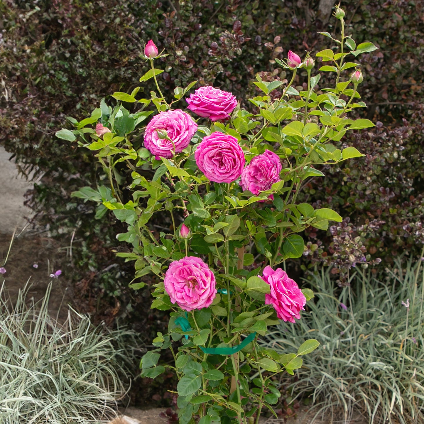 True Gratitude roses in a garden setting