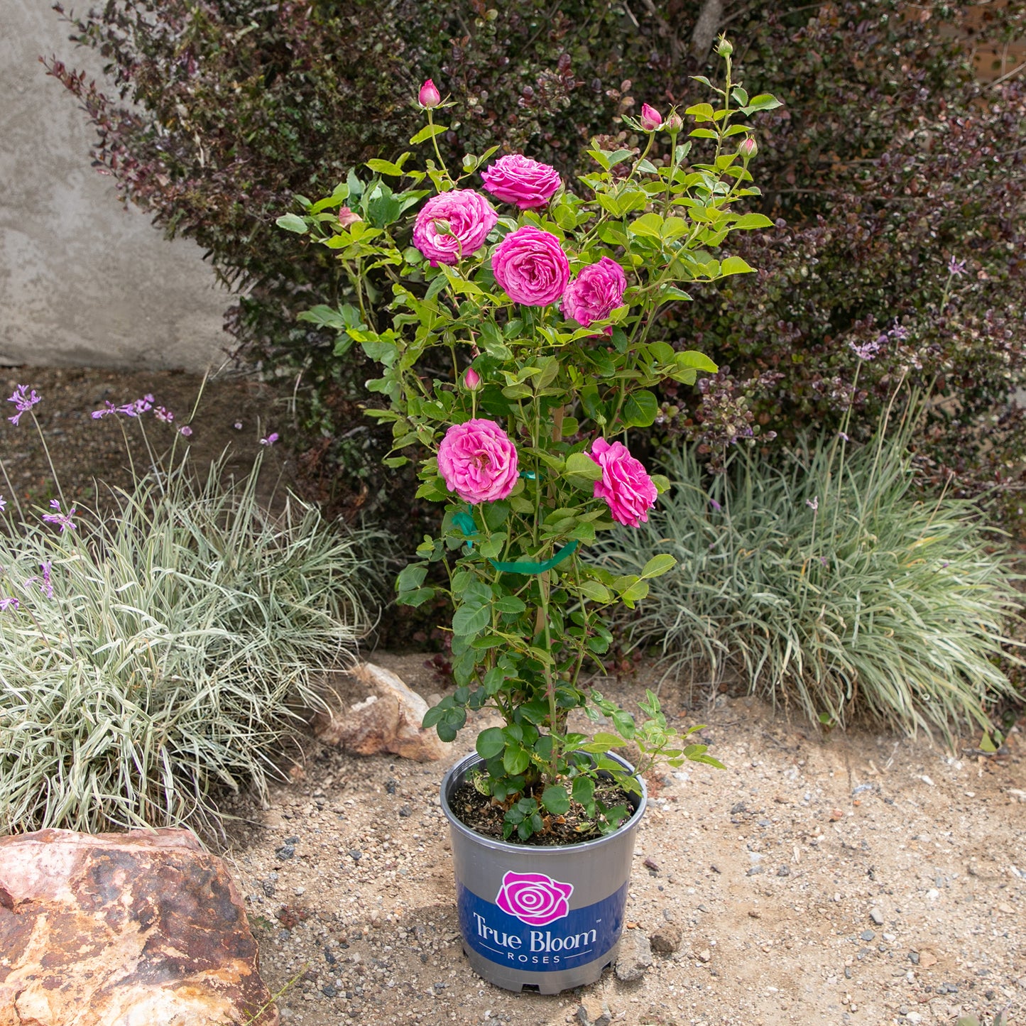 Potted True Gratitude rose displayed outdoors