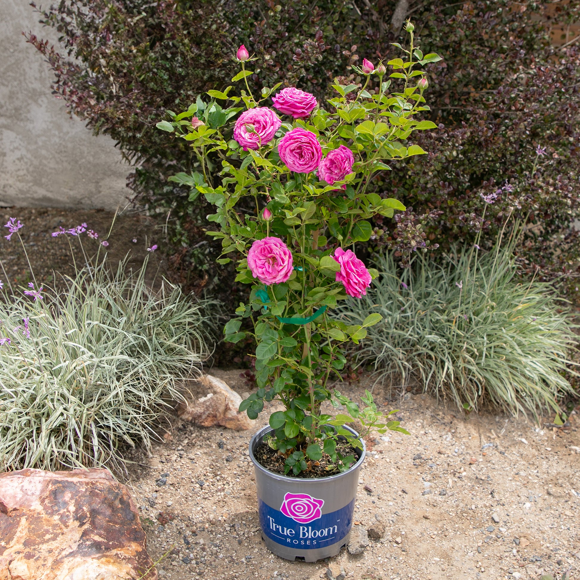 Potted True Gratitude rose displayed outdoors