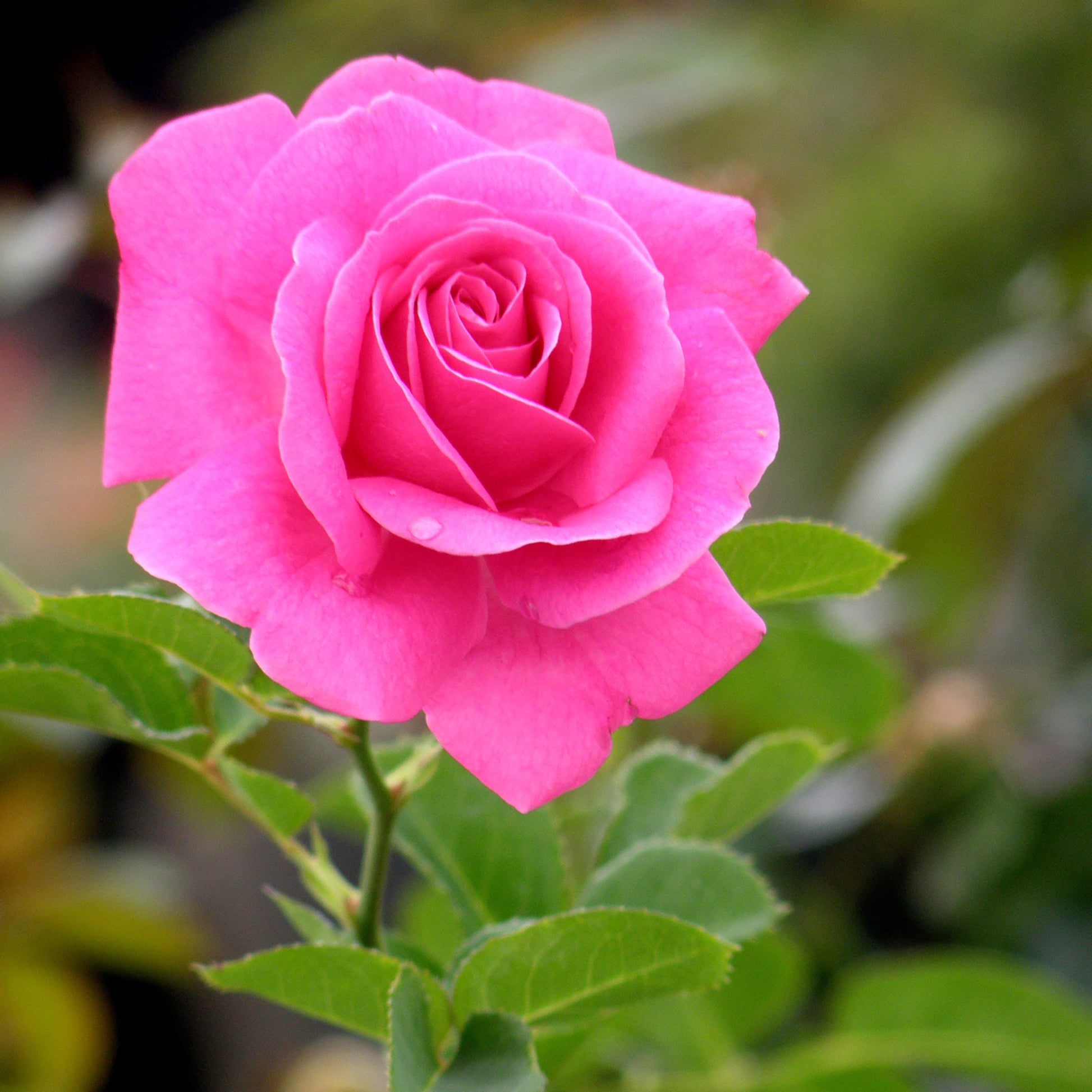 Close-up of purple and pink True Gratitude blooms outdoors