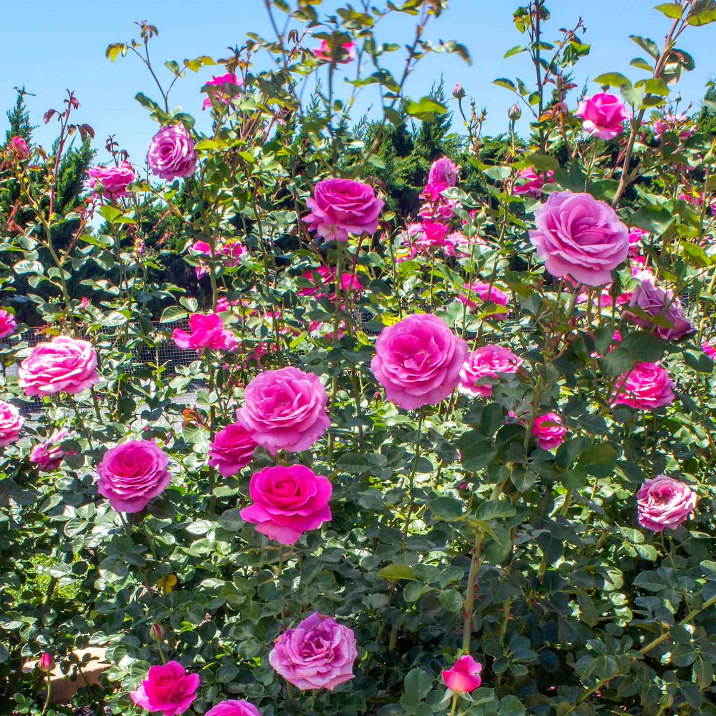 True Gratitude roses in a garden setting