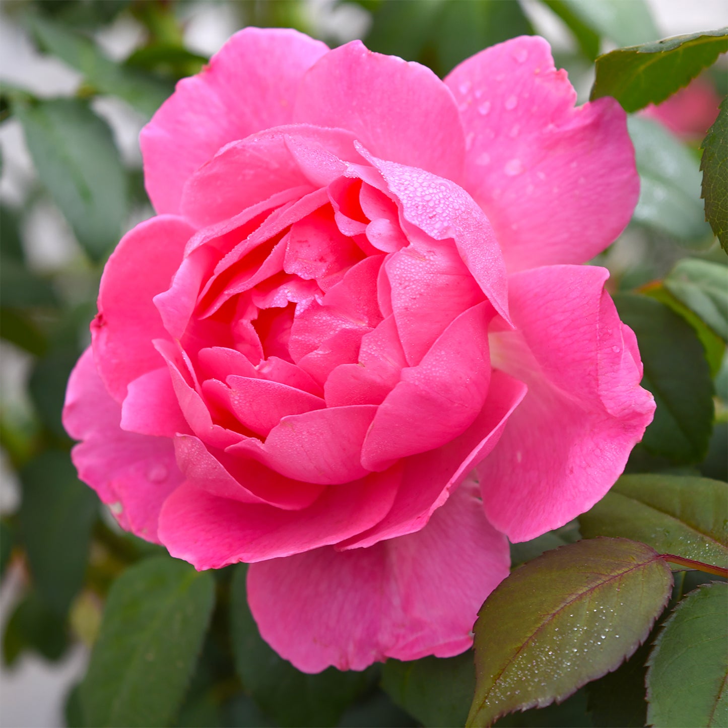 Detailed close-up of a single pink True Inspiration bloom