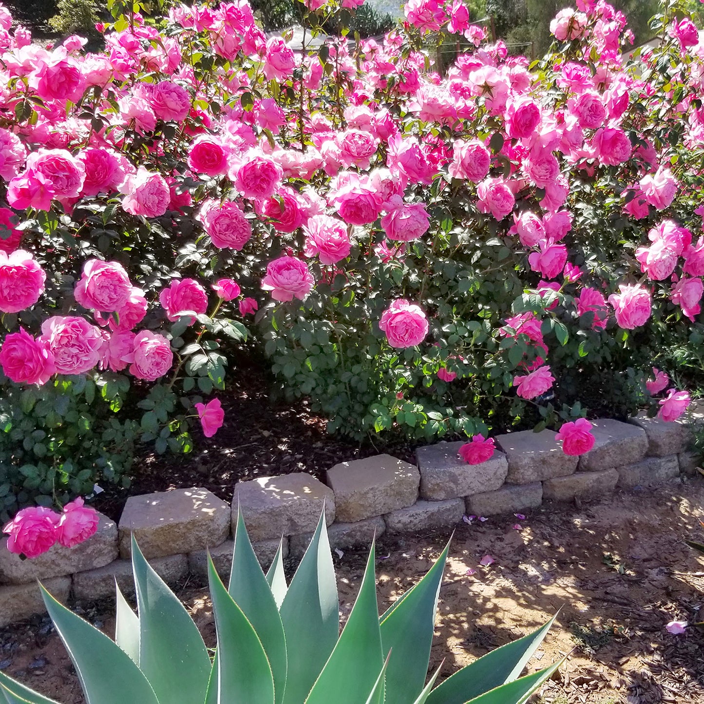True Inspiration pink rose plant in a lifestyle garden scene