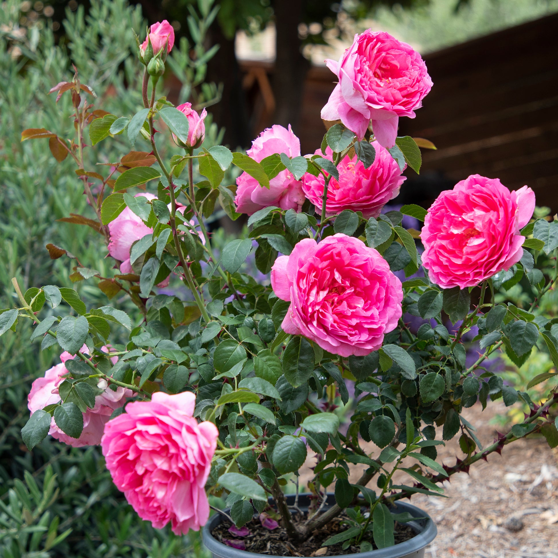 True Inspiration pink roses in a garden setting