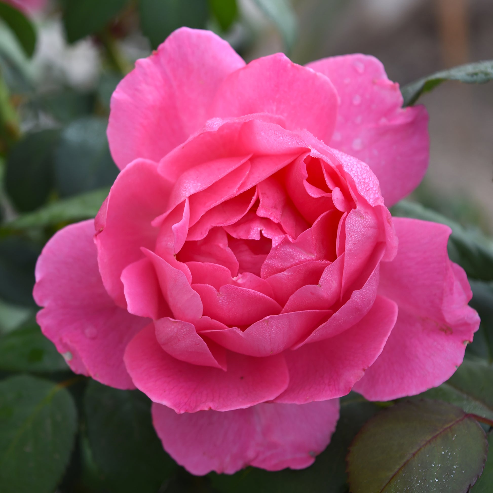 Detailed close-up of a single pink True Inspiration bloom