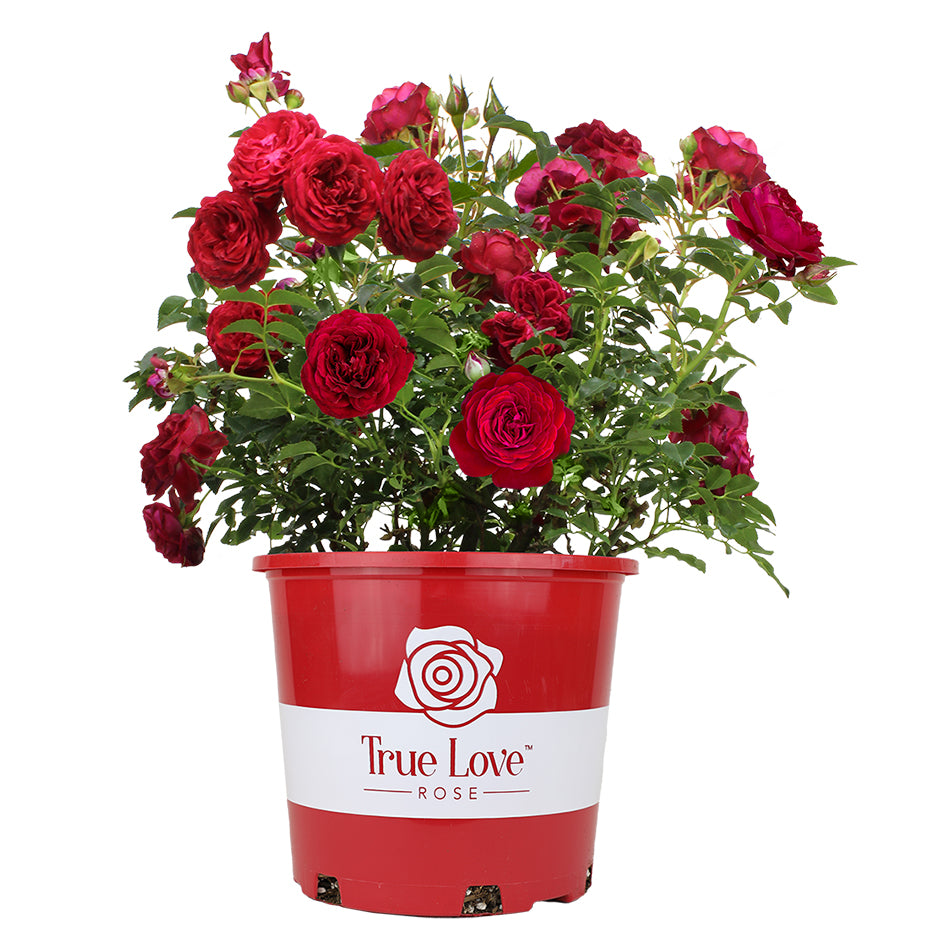 Potted True Love rose with red blooms on a white background